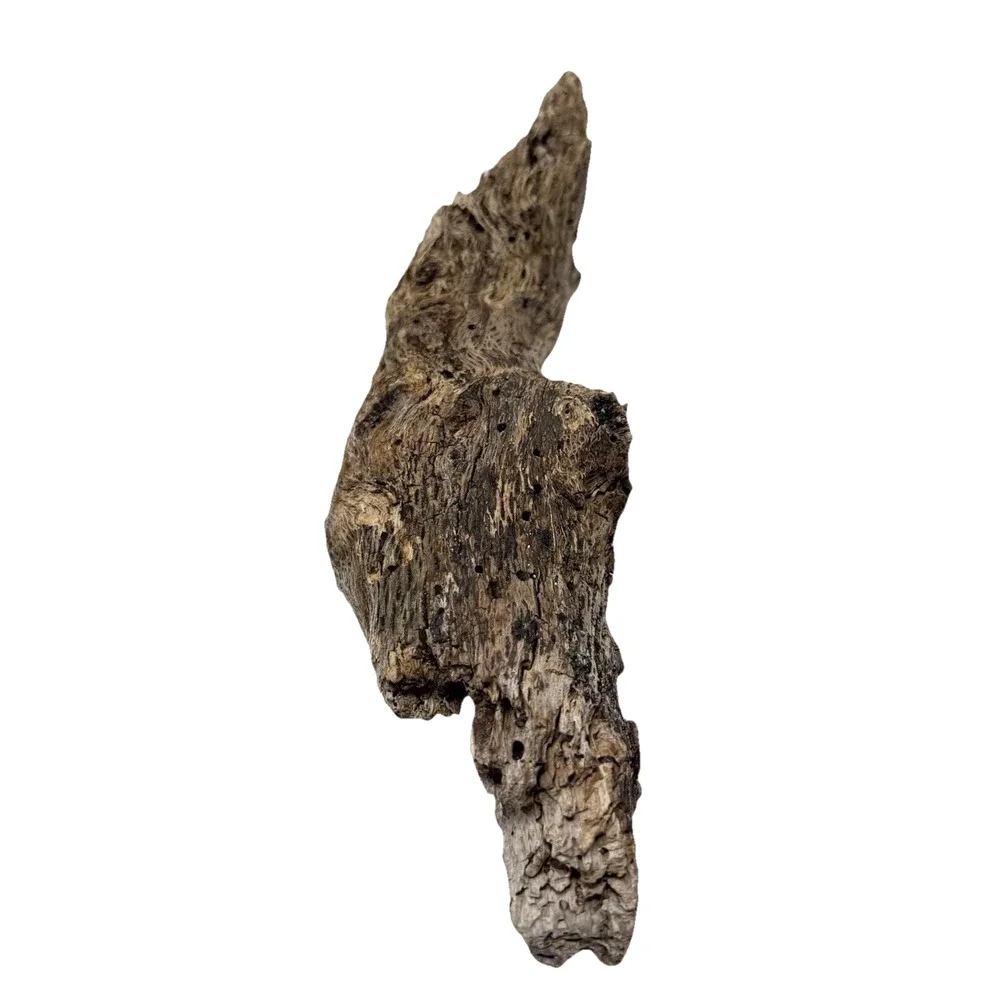 Irregular California Driftwood with Rich Grain & Natural Knots Coastal Wood Art